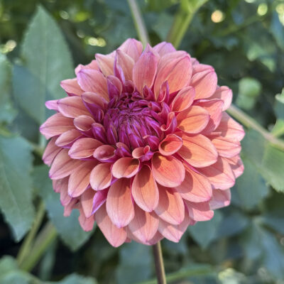 Bells Naima Dahlia Tuber