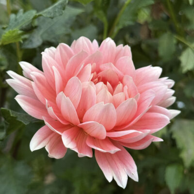 Carolina Wagemans Dahlia Tuber