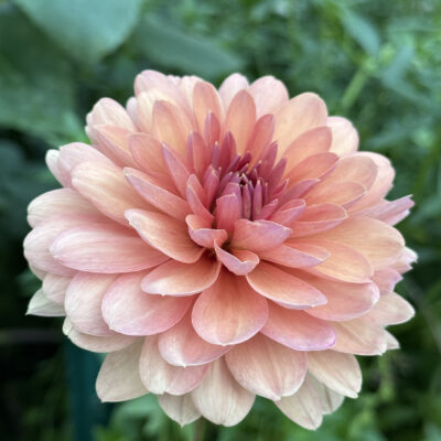 Chateau de la Bourdaisiere Dahlia Tuber