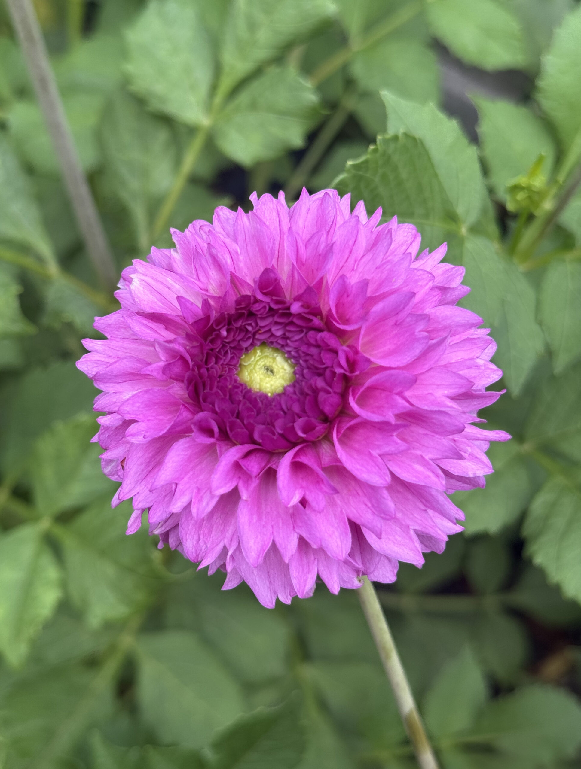 Ferncliff Pincushion Dahlia Tuber - Image 2