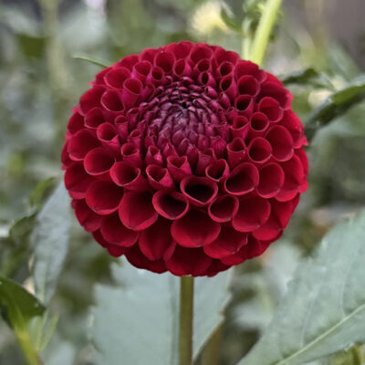 Hollyhill Black Cherry Dahlia tuber