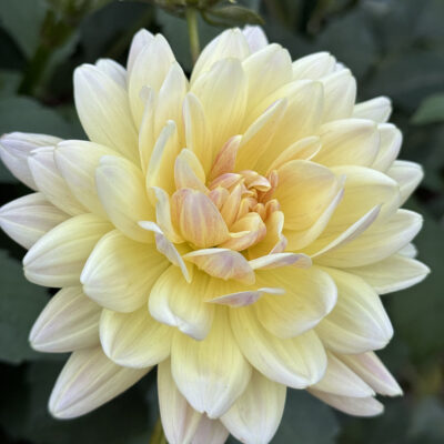 SoulShine Dahlia Tuber