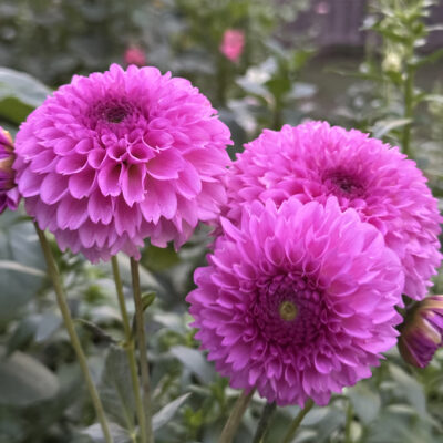 Ferncliff Pincushion Dahlia Tuber