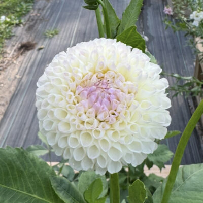 Hollyhill Miss White Dahlia Tuber