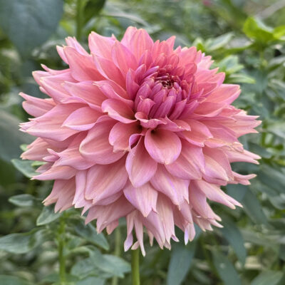 La Belle Epoque Dahlia Tuber