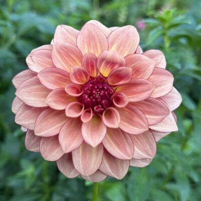 KA Mocha Katie Dahlia tuber