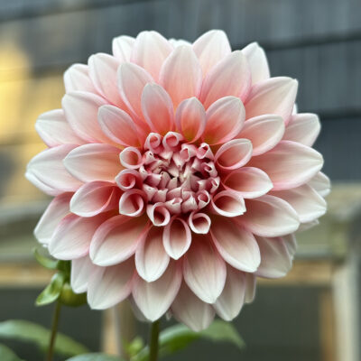 Lee's Pineberry Trifle