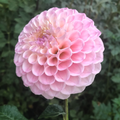 20th Ave memory Dahlia tuber