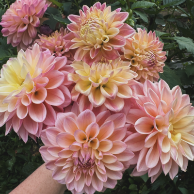 Castle Drive dahlia tuber