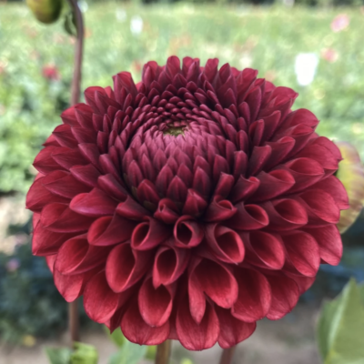 Copper Boy Dahlia tuber