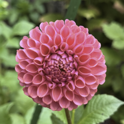 Jowey Winnie Dahlia tuber