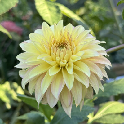 Camano Pet Dahlia Tuber