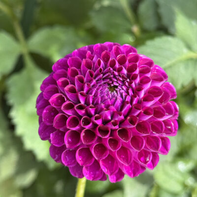 Chimacum del Blooma Dahlia tuber