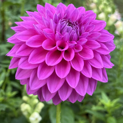 Clearview Neta Dahlia tuber