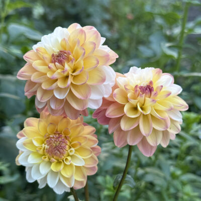 Double Jill Dahlia Tuber