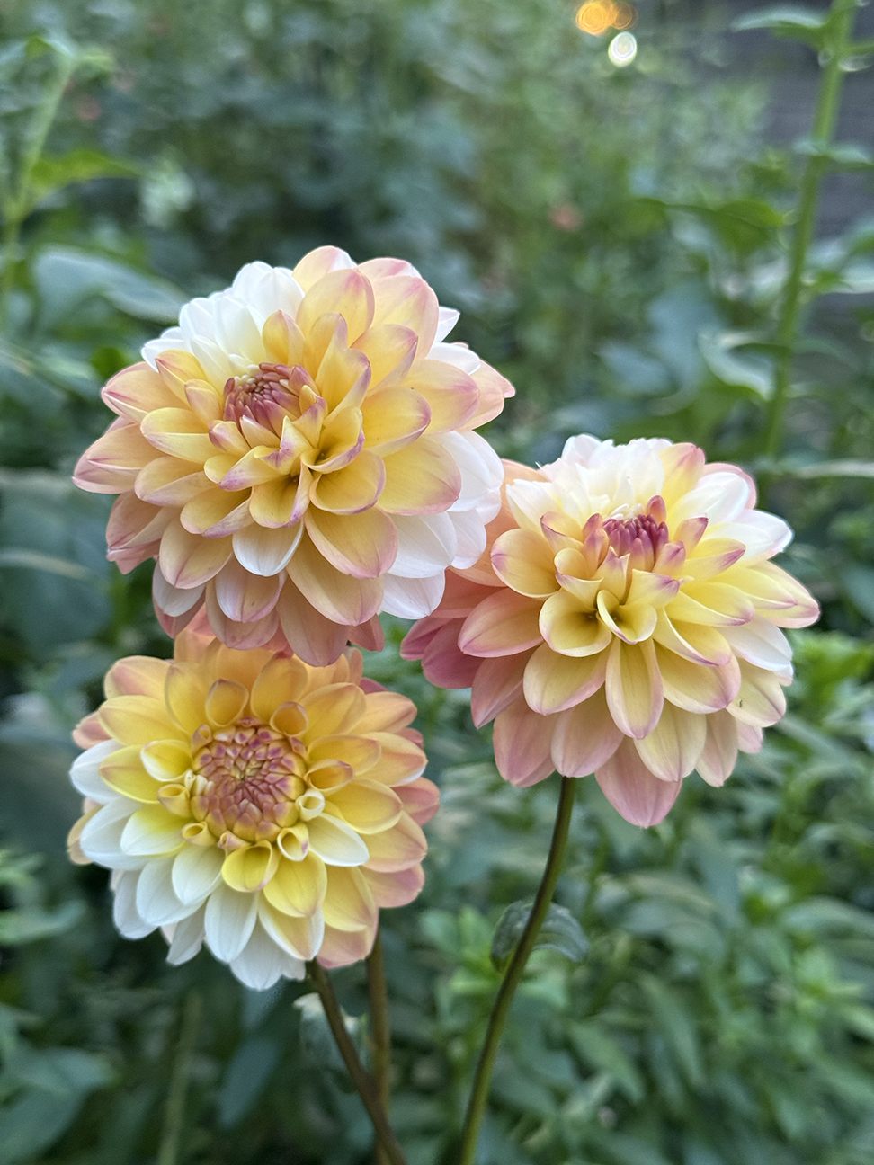 Double Jill Dahlia Tuber