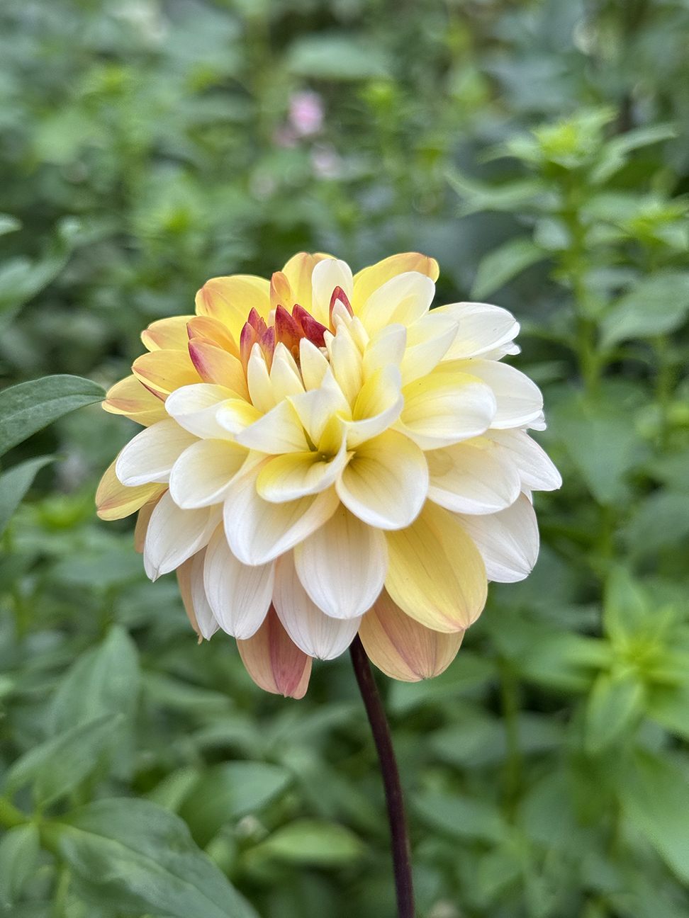 Double Jill Dahlia Tuber - Image 2