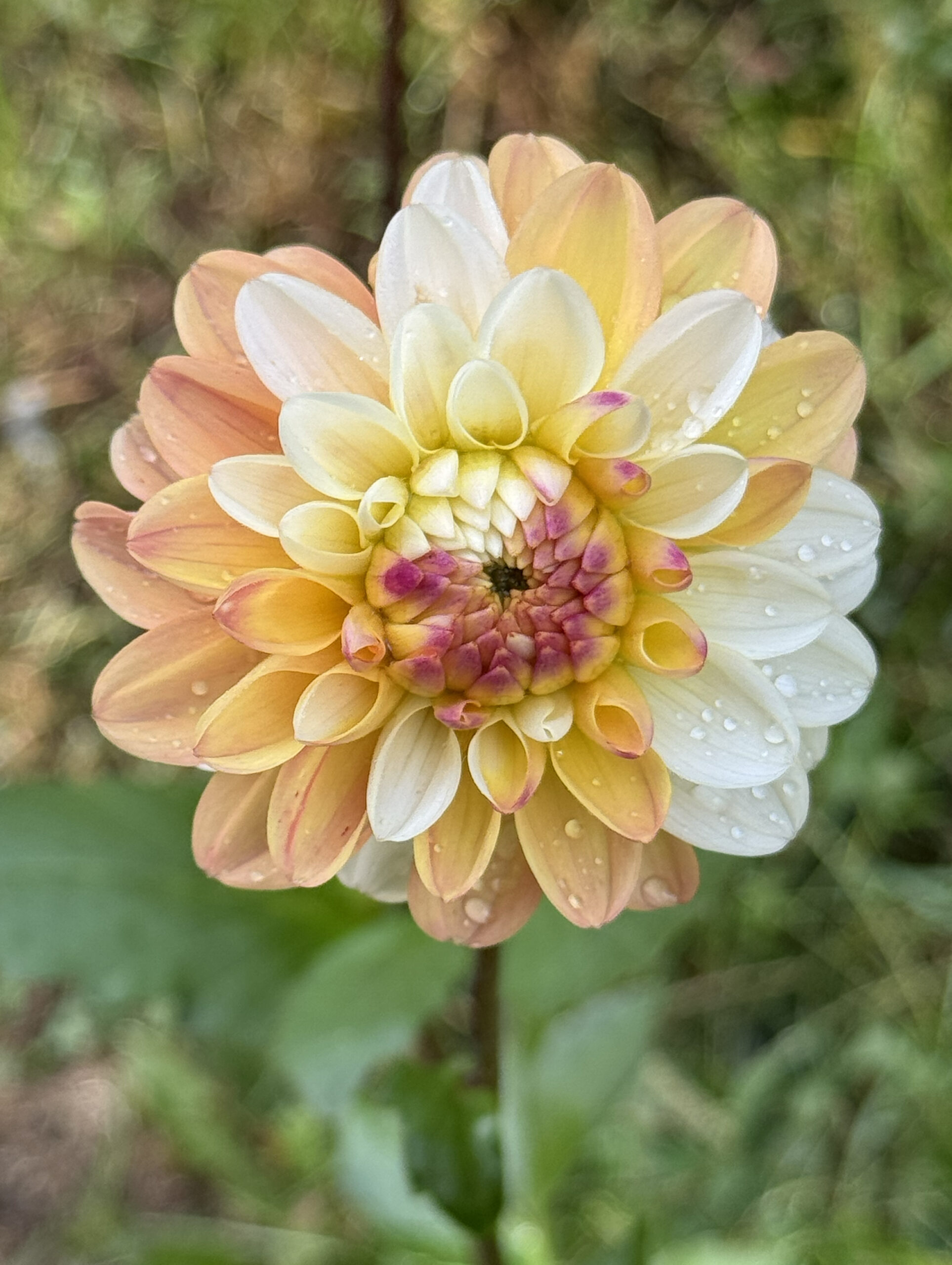 Double Jill Dahlia Tuber - Image 3