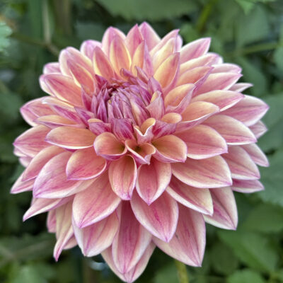 Dusty Beauty Dahlia tuber
