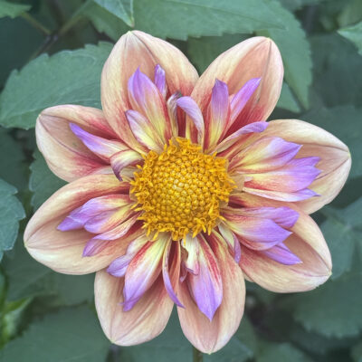 Orange hype dahlia tuber