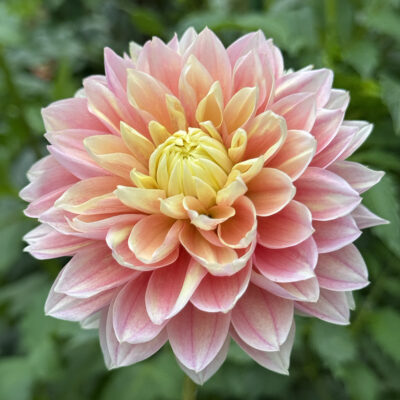 Lee's Sugaree Dahlia tuber