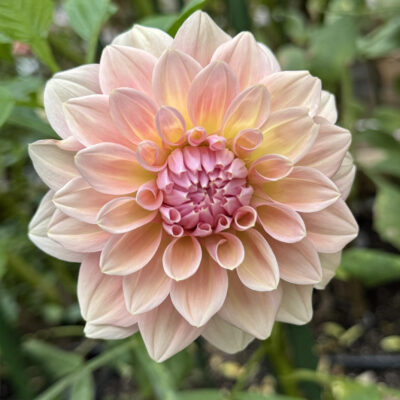 West Coast Dahlia tuber