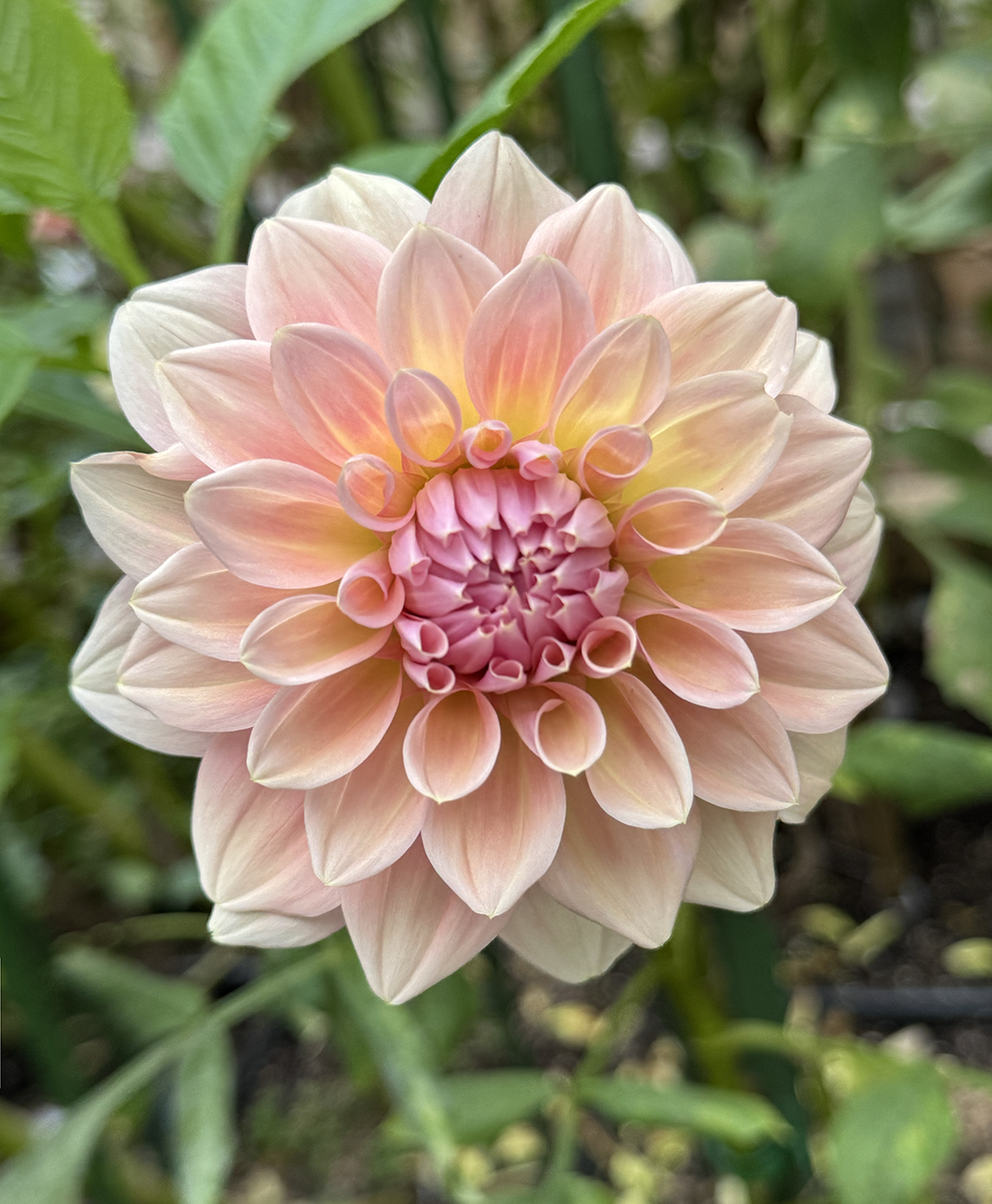 West Coast Dahlia tuber