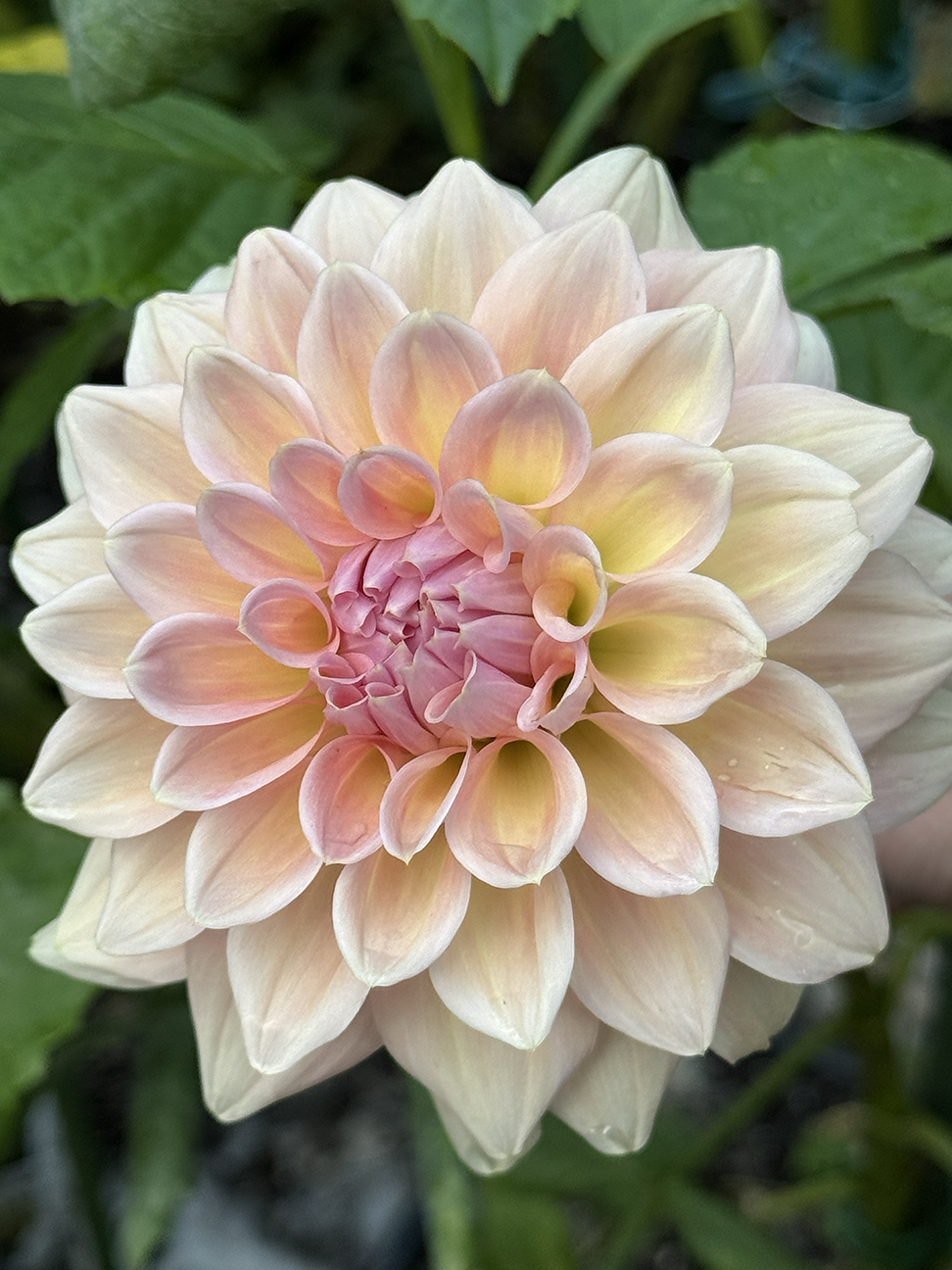 West Coast Dahlia tuber - Image 2