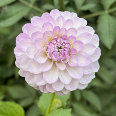 Tahoma Kelli Dahlia Tuber